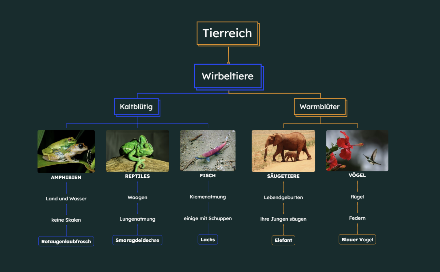 Tierreich Mindmap