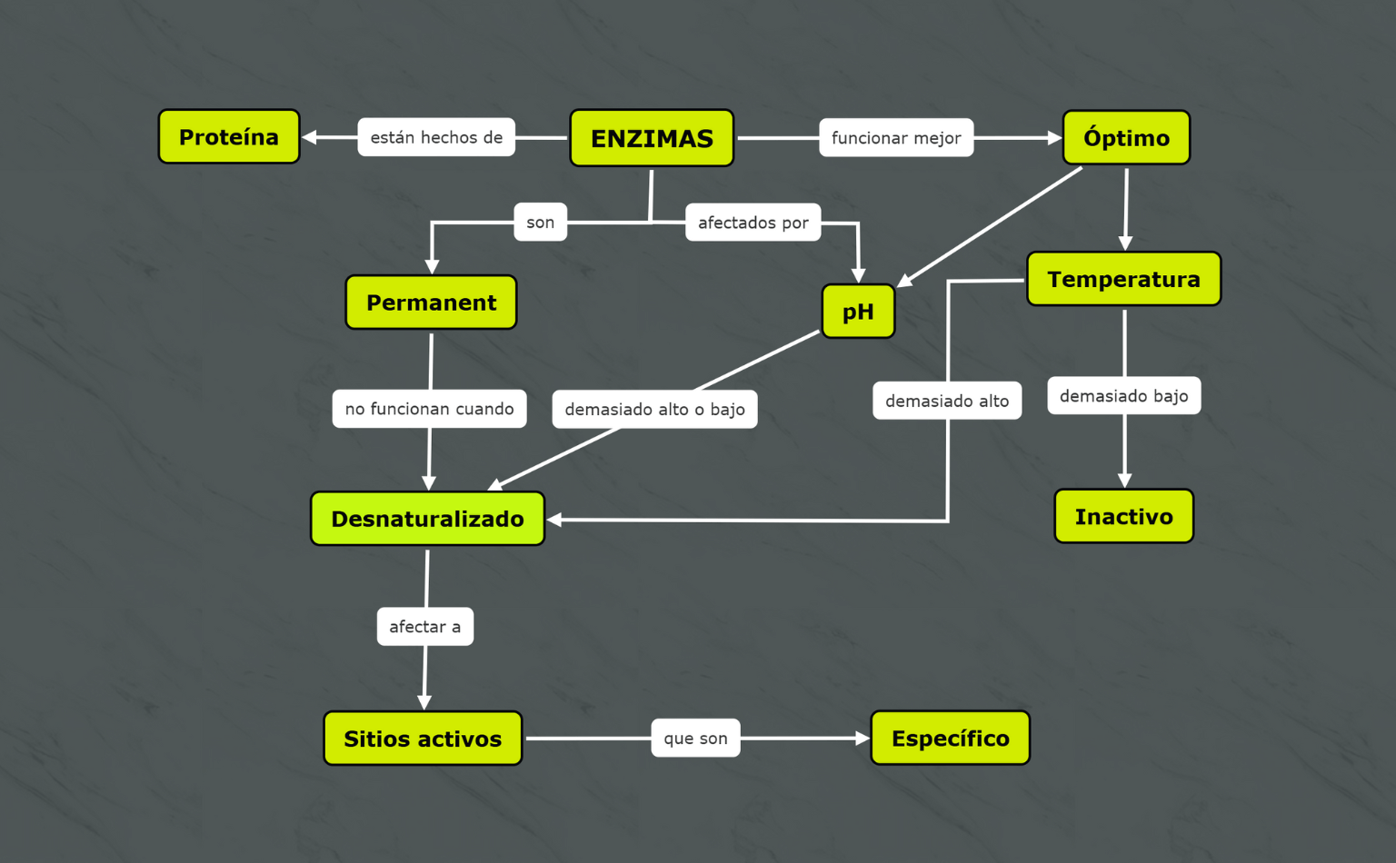 Ejemplo de mapa conceptual de enzimas