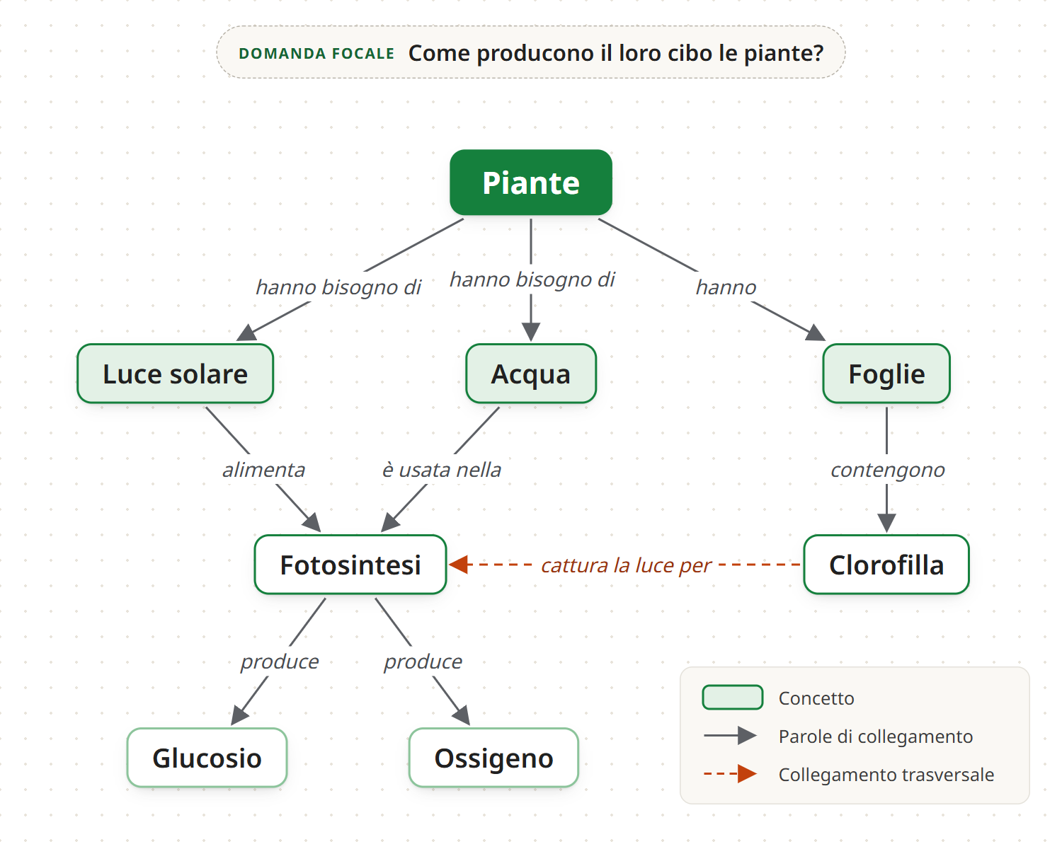Mappa concettuale che risponde alla domanda focale “Come producono il loro cibo le piante?”: le piante hanno bisogno di luce solare e acqua e hanno foglie, la luce solare alimenta la fotosintesi, l’acqua è usata nella fotosintesi, che produce glucosio e ossigeno. Un collegamento trasversale tratteggiato mostra che la clorofilla cattura la luce per la fotosintesi.