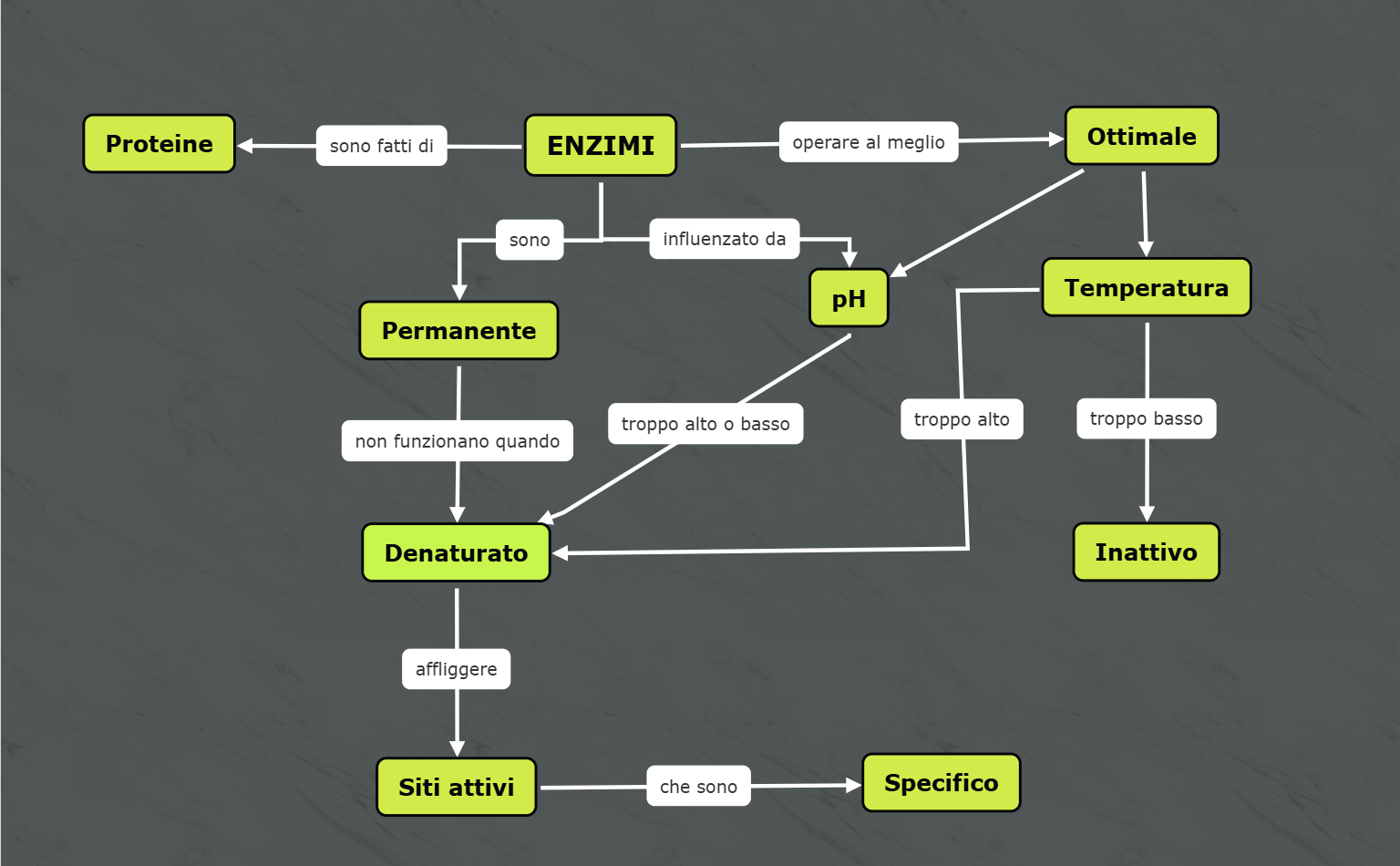 Mappa concettuale sugli enzimi